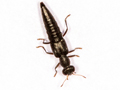 Stenus picipes